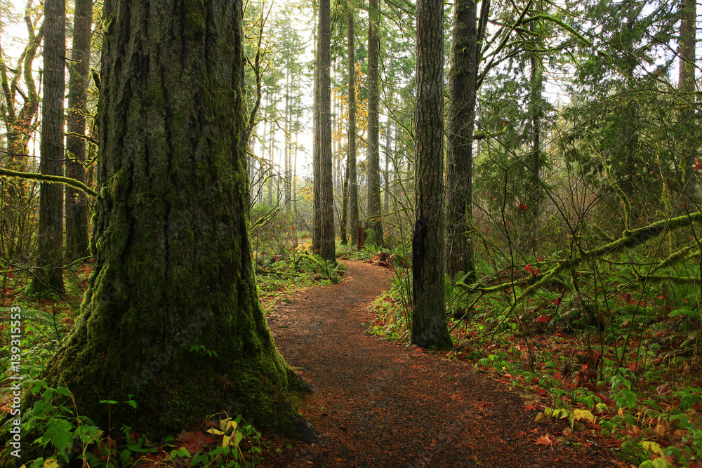 Fototapeta premium a picture of an exterior Pacific Northwest forest hiking trail