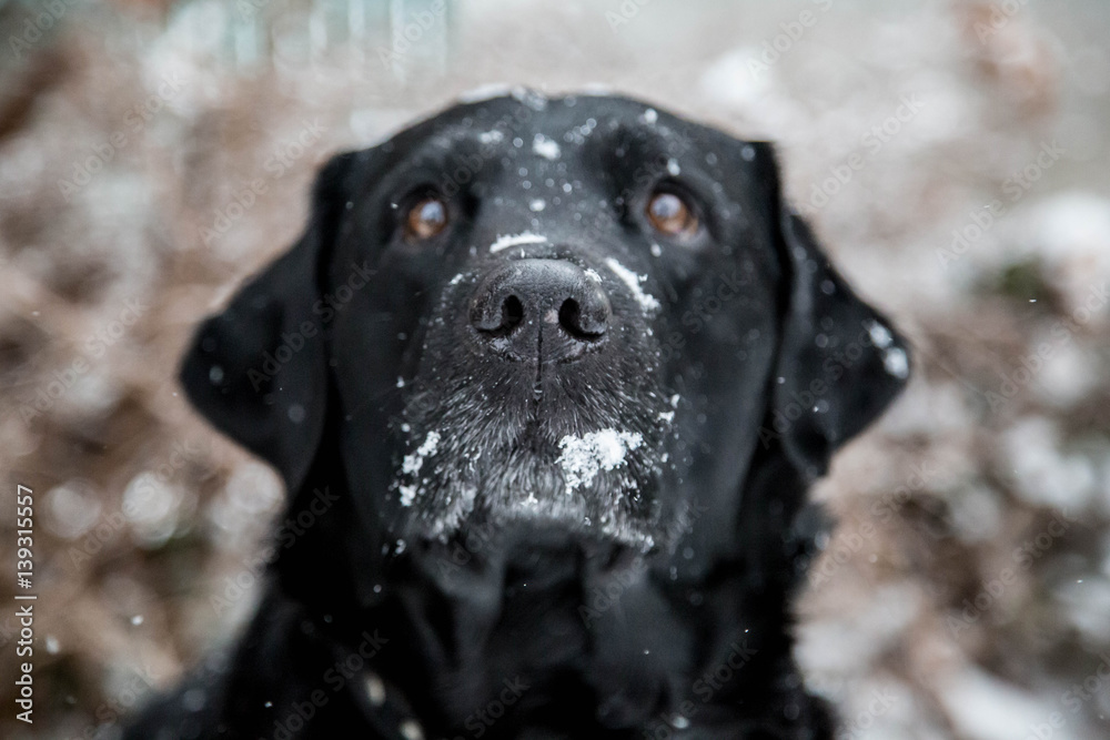 edler schwarzer Labrador im Winter