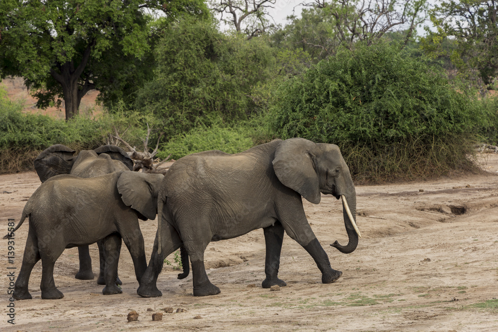 Fototapeta premium Herd of Elephants drinking water at Chobe National Park, Botswana