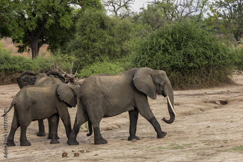 Herd of Elephants drinking water at Chobe National Park  Botswana