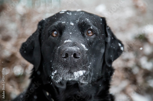 edler schwarzer Labrador im Winter photo