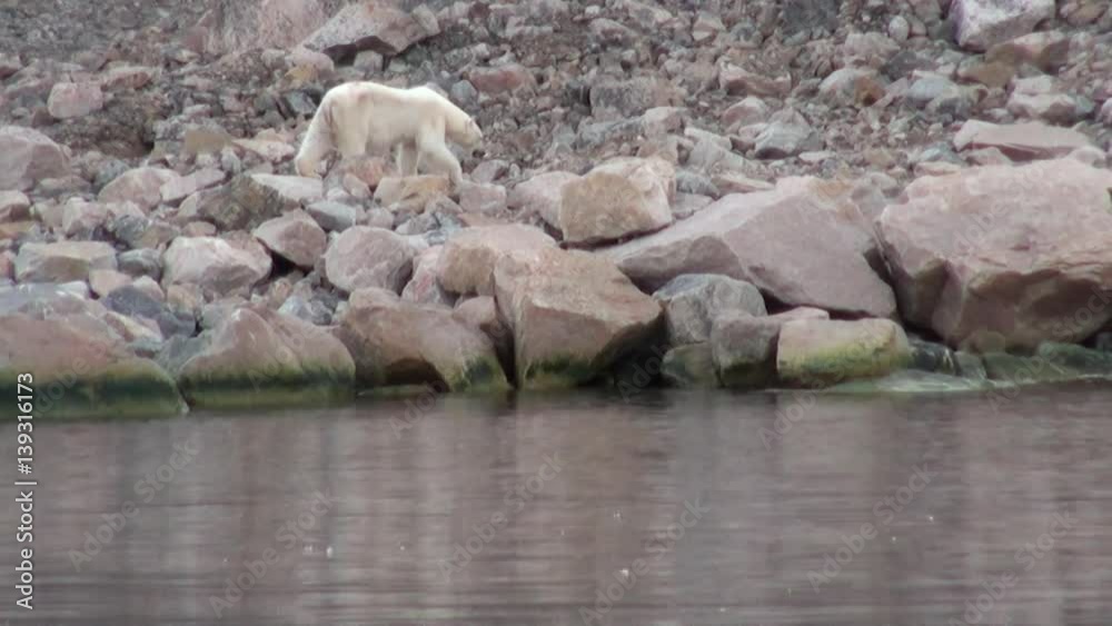White polar bear on desolate ice of tundra in Svalbard. Dangerous animals in search of food in Nordic badlands. Unique footage on background natural landscape of Spitsbergen in Arctic. White polar bear on desolate ice of tundra in Svalbard. Dangerous animals in search of food in Nordic badlands. Unique footage on background natural landscape of Spitsbergen in Arctic.
