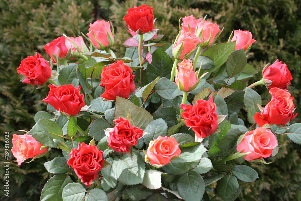 Blumenstrauß, Rosen Blumenstrauß, Rosen