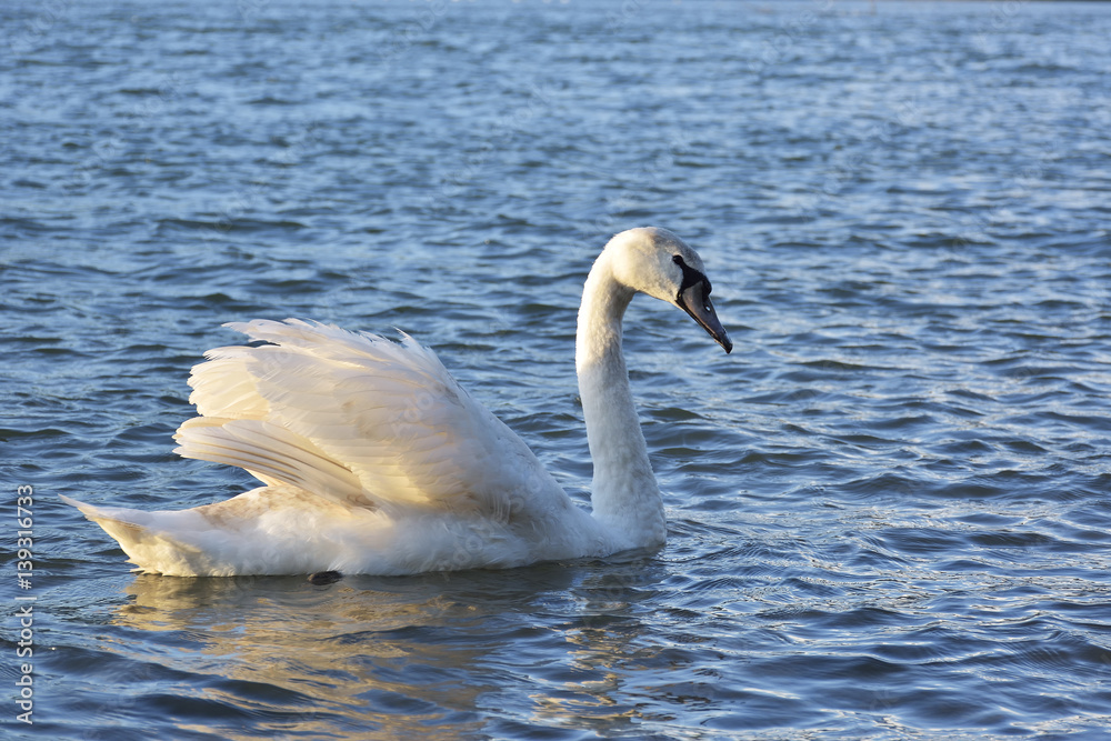 Lonely swan swimming by the rising sun Lonely swan swimming by the rising sun