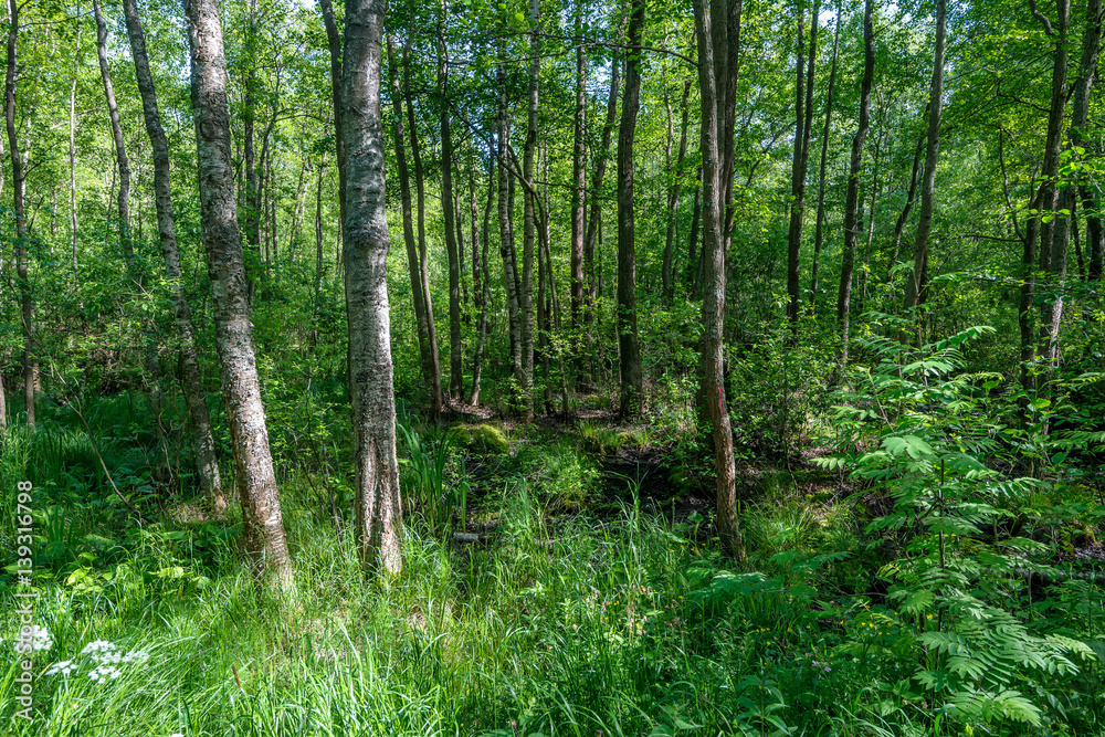 Summer morning in a green forest