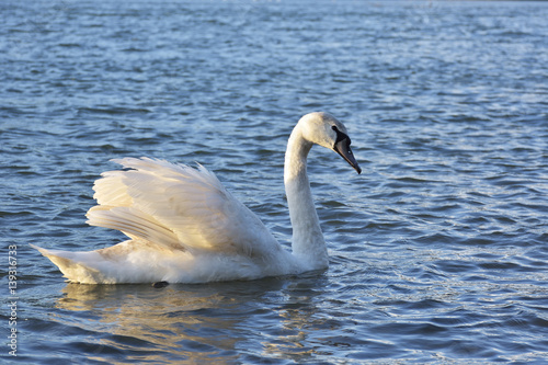 Lonely swan swimming by the rising sun