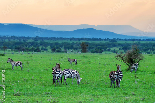 Zebras in savanna