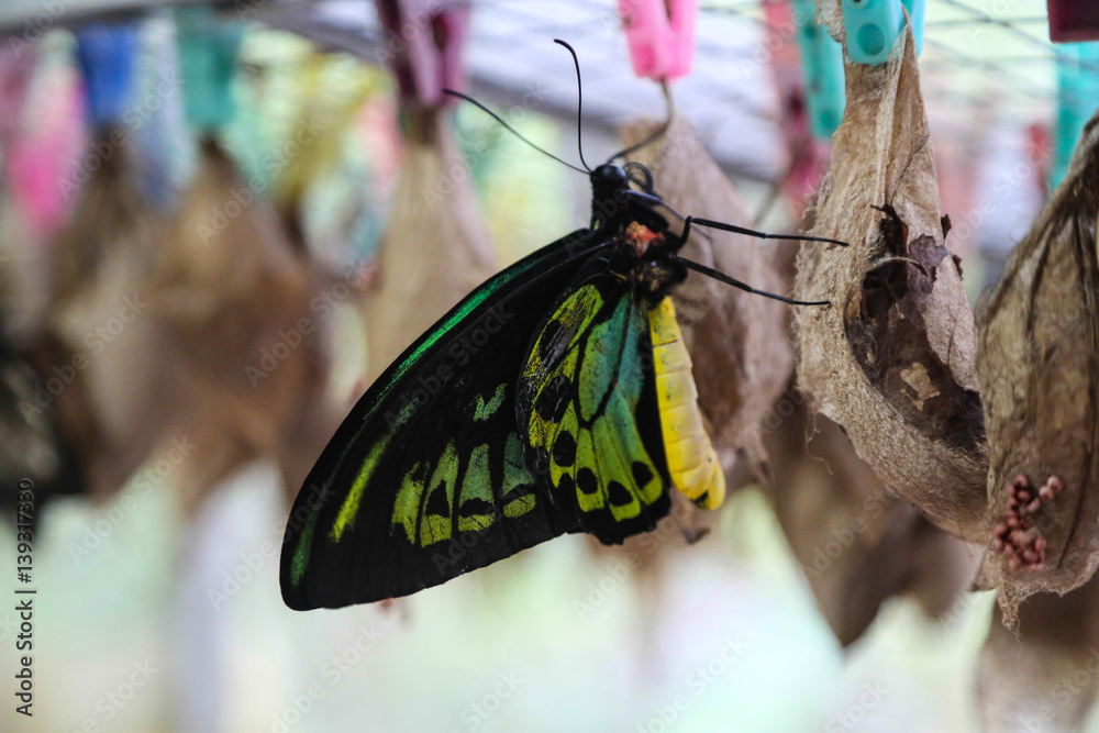 Fototapeta premium riesiger tropischer Schmetterling mit Cocon
