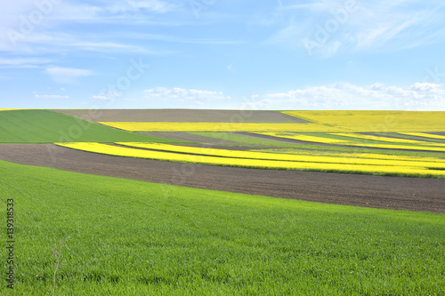 Rapeseed yellow and green field in spring