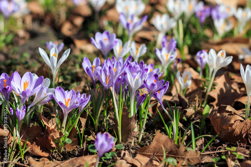 The flowers of saffron in the woods, lit by the spring sun The flowers of saffron in the woods, lit by the spring sun