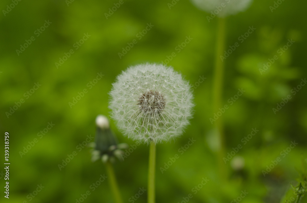 Dandelion with green background Dandelion with green background