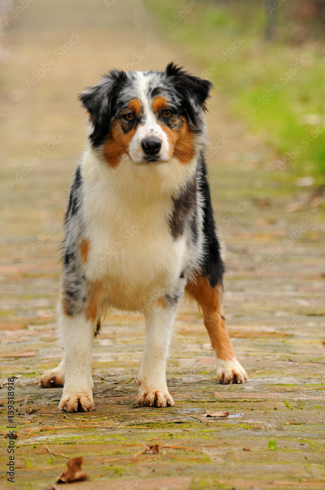 Australian shepherd dog in the meadow Australian shepherd dog in the meadow