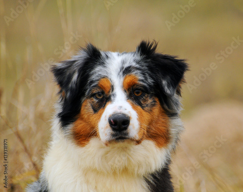 Australian shepherd dog in the meadow