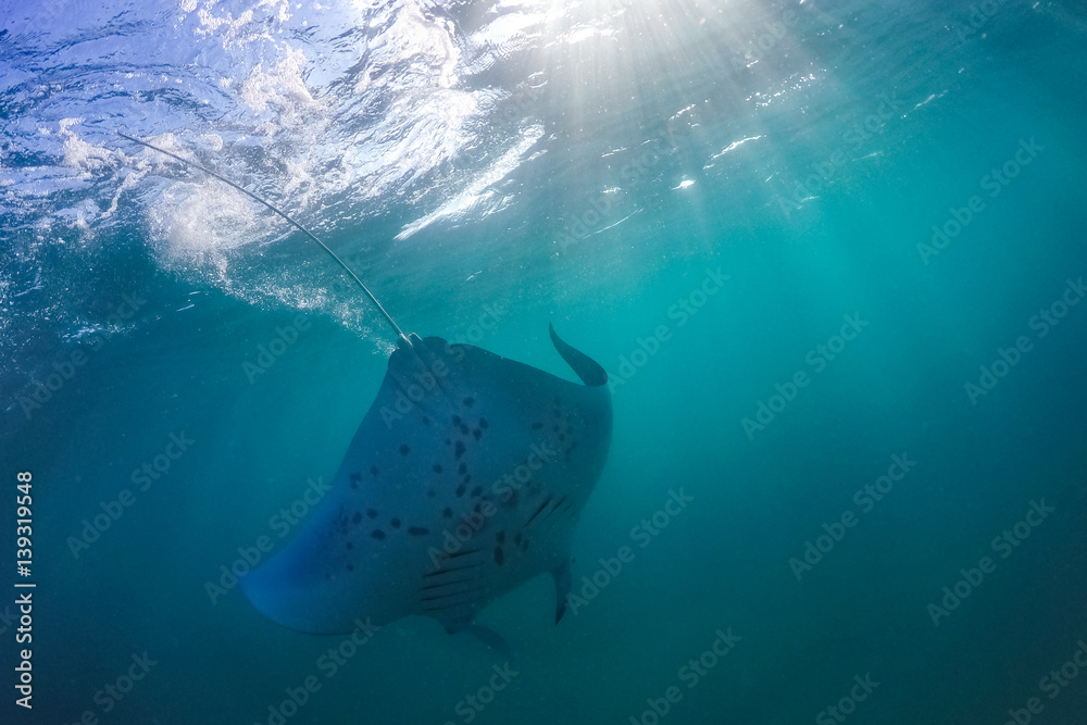 Fototapeta premium Manta ray filter feeding above a coral reef in the blue lagoon waters with sunlight. Marine life and colorful coral reef in Maldives. Underwater inspirational image, website horizontal banner design.