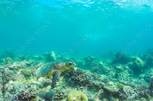Fototapeta Naklejka Na Ścianę i Meble -  Underwater world landscape, underwater coral. Colorful coral reef and blue clear water with sunlight and sunbeam. Maldives underwater wildlife, marine life, adventure snorkeling. 