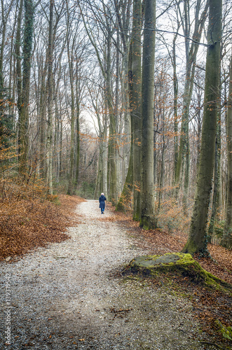 Autumn forest path. Beautiful forest path during fall by german lake Starnberg.