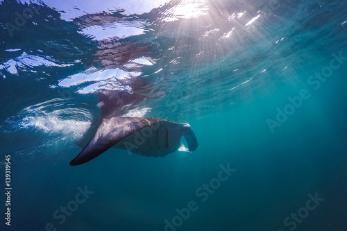 Manta ray filter feeding above a coral reef in the blue lagoon waters with sunlight. Marine life and colorful coral reef in Maldives. Underwater inspirational image, website horizontal banner design.