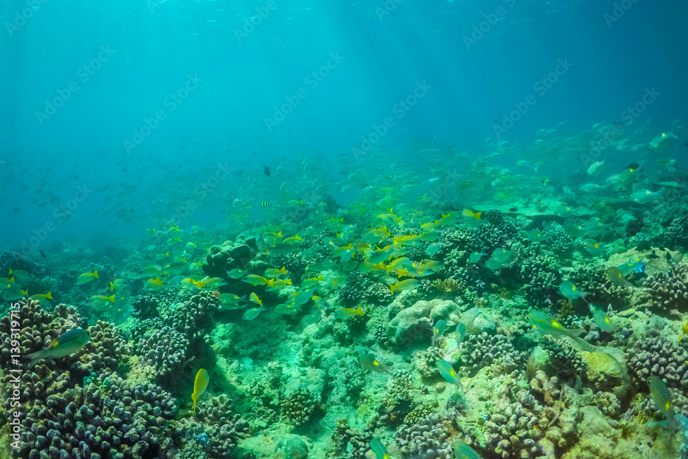 Fototapeta premium Underwater world landscape, underwater coral. Colorful coral reef and blue clear water with sunlight and sunbeam. Maldives underwater wildlife, marine life, adventure snorkeling. 