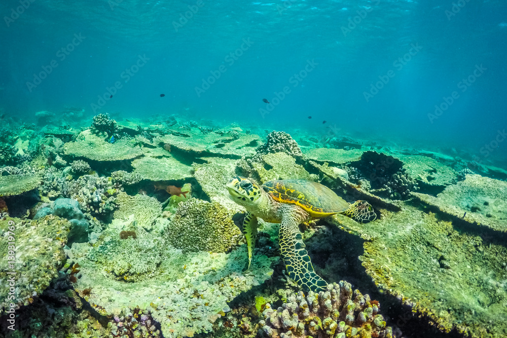 Fototapeta premium Underwater world landscape, underwater coral. Colorful coral reef and blue clear water with sunlight and sunbeam. Maldives underwater wildlife, marine life, adventure snorkeling. 