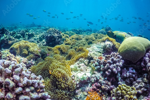 Underwater world landscape  underwater coral. Colorful coral reef and blue clear water with sunlight and sunbeam. Maldives underwater wildlife  marine life  adventure snorkeling. 