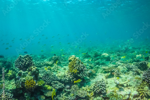 Underwater world landscape  underwater coral. Colorful coral reef and blue clear water with sunlight and sunbeam. Maldives underwater wildlife  marine life  adventure snorkeling. 