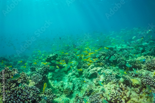 Underwater world landscape, underwater coral. Colorful coral reef and blue clear water with sunlight and sunbeam. Maldives underwater wildlife, marine life, adventure snorkeling. 