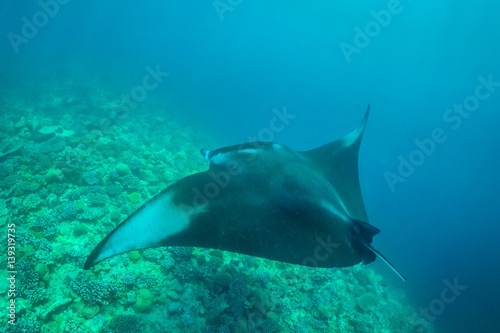 Manta ray filter feeding above a coral reef in the blue lagoon waters with sunlight. Marine life and colorful coral reef in Maldives. Underwater inspirational image, website horizontal banner design. © icemanphotos