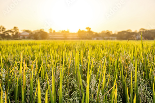 Beautiful paddy rice field at sunset