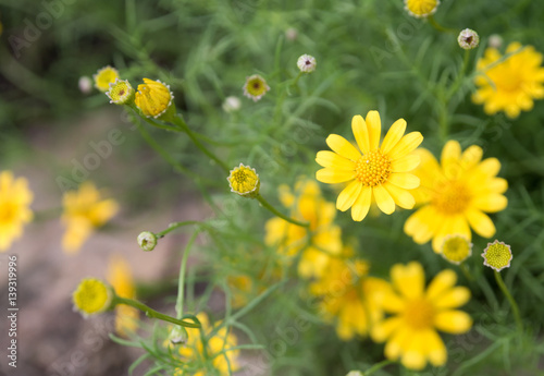 yellow blooming flowers 