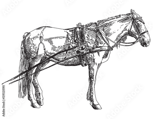 Horse hand drawing illustration
