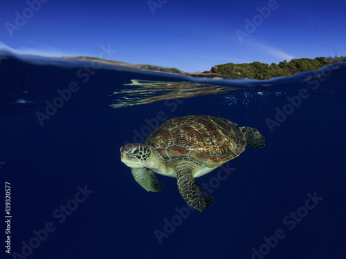 Sea Turtle over under