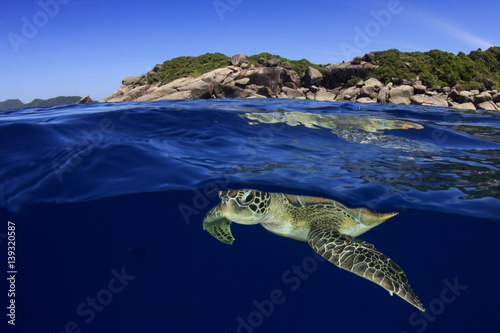 Sea Turtle over under © Richard Carey