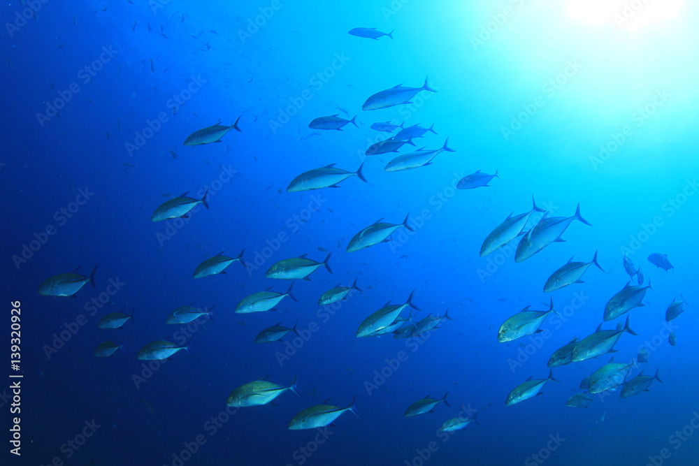 School of Trevally fish in blue water School of Trevally fish in blue water