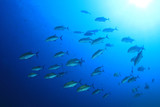 School of Trevally fish in blue water