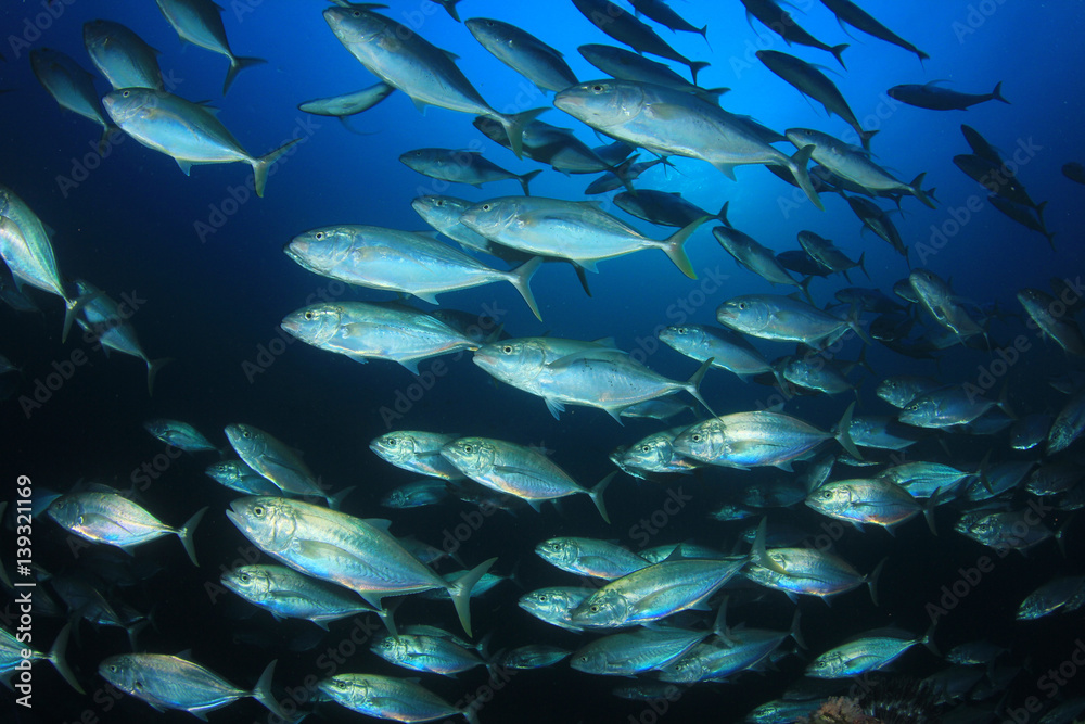 Fototapeta premium Tuna fish