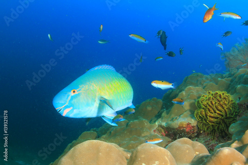 Parrotfish fish © Richard Carey