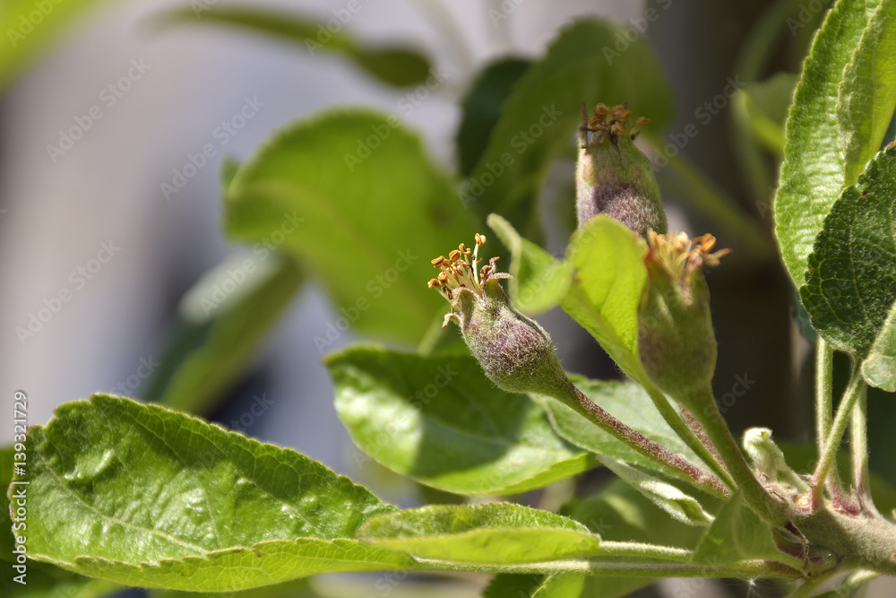 Apple tree lost blossom, apples are growing Apple tree lost blossom, apples are growing