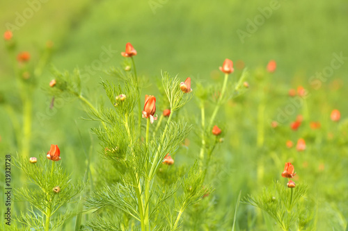 colorful spring morning background of red adonis (Summer pheasant's Eye)