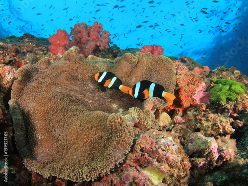 Coral reef and tropical fish underwater in ocean photo