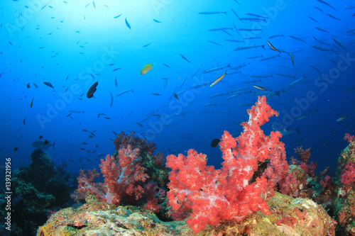 Fototapeta Naklejka Na Ścianę i Meble -  Coral reef and tropical fish underwater in ocean