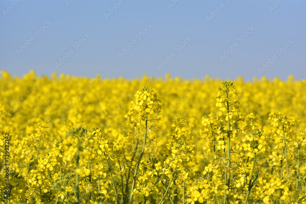 Rapeseed field, Blooming canola flowers close up. Rape on the field in summer. Bright Yellow rapeseed oil. Flowering rapeseed Rapeseed field, Blooming canola flowers close up. Rape on the field in summer. Bright Yellow rapeseed oil. Flowering rapeseed