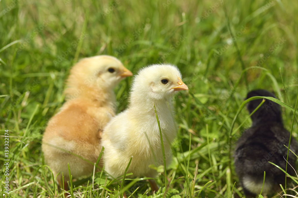 little chicken on a grass little chicken on a grass