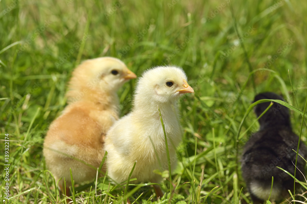 little chicken on a grass