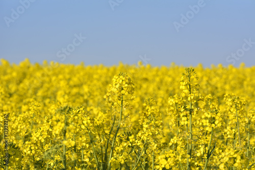 Rapeseed field, Blooming canola flowers close up. Rape on the field in summer. Bright Yellow rapeseed oil. Flowering rapeseed