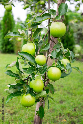 Close Up - green apples on the tree.