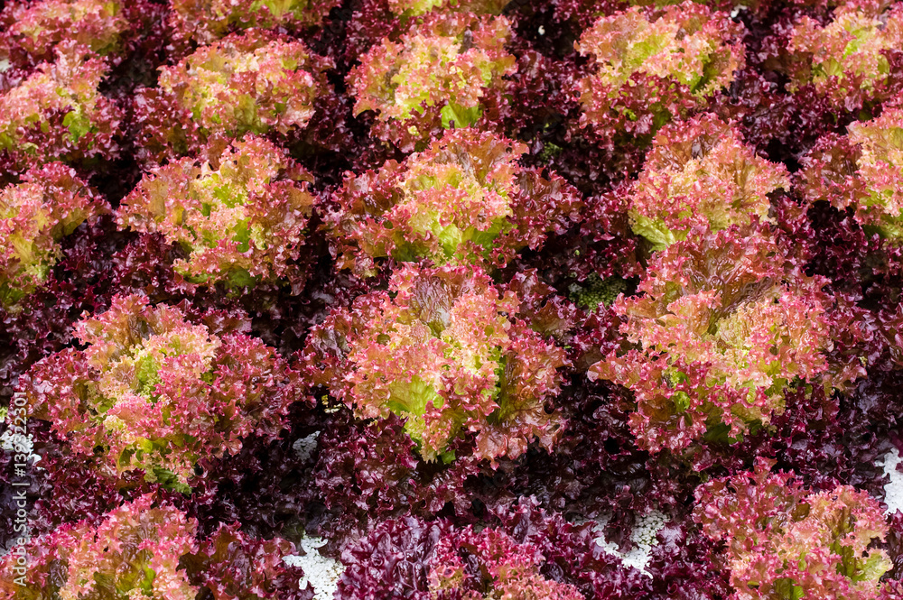 Obraz premium The head of Red leaf lettuce in farm, Hydroponic cultivation