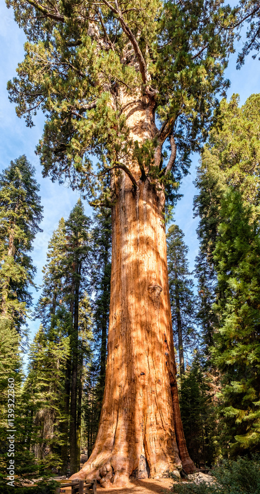 Fototapeta premium Sequoia National Park at autumn