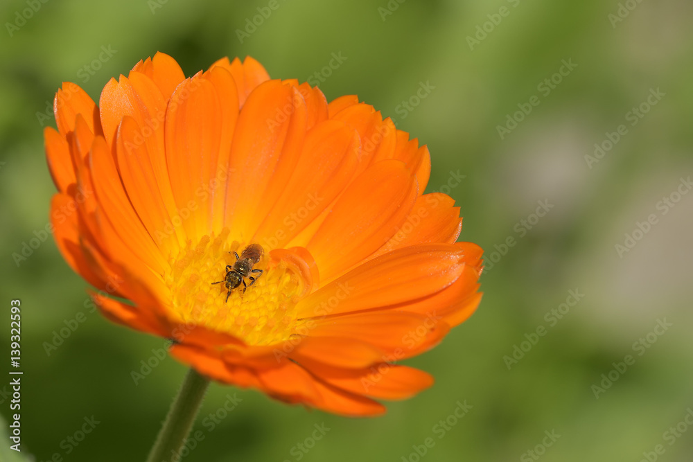Close up view of orange Calendula officinalis (pot marigold, ruddles, common marigold, garden marigold, English marigold, or Scottish marigold) and a bee Close up view of orange Calendula officinalis (pot marigold, ruddles, common marigold, garden marigold, English marigold, or Scottish marigold) and a bee