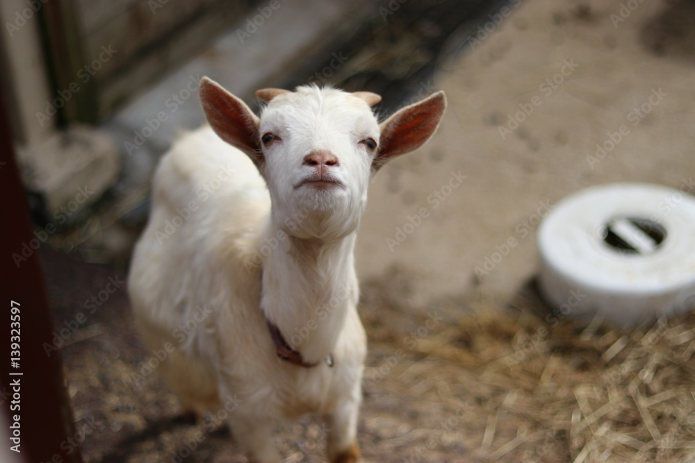 Obraz premium 何かちょうだい