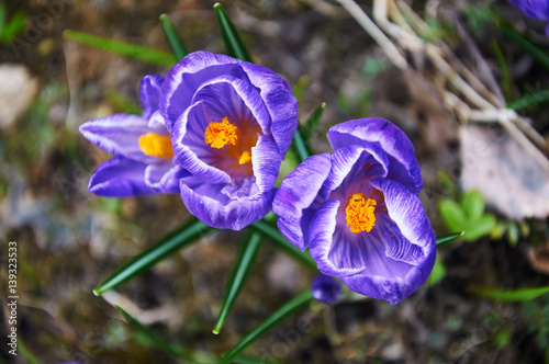 First violet crocus flowers